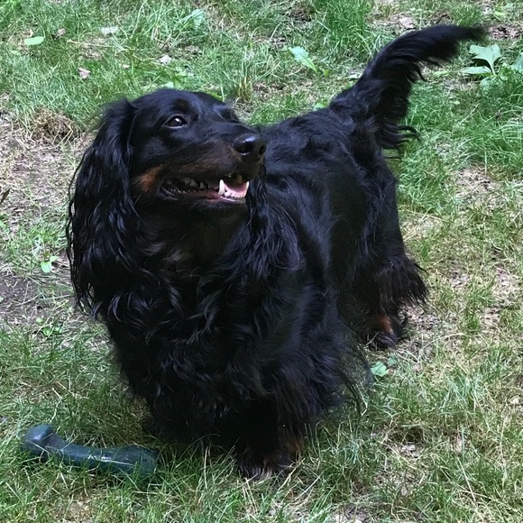 Meet your Posher, Ashton - Picture 2 of 2